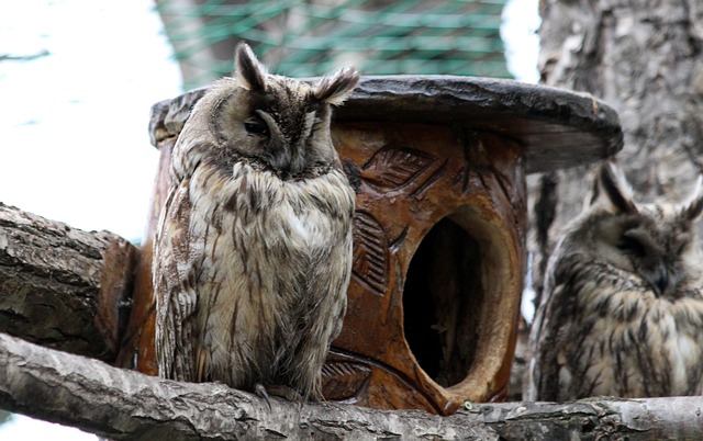 而对于帕尔